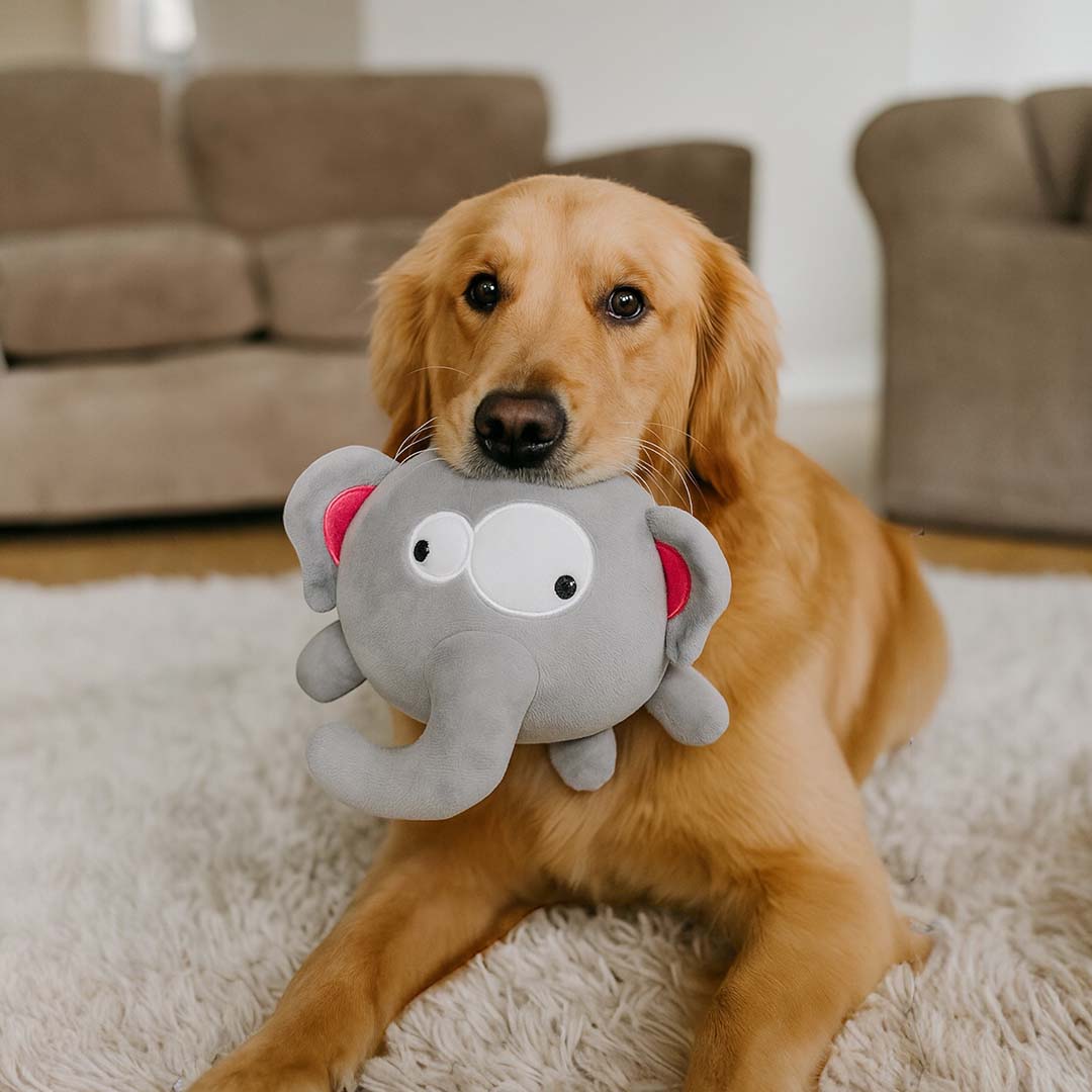 Talking Dog Club  Pop-a-Ele Bouncy Toy