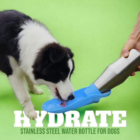 Talking Dog Club  Stainless Steel Travel Water Bottle for Dogs - Blue