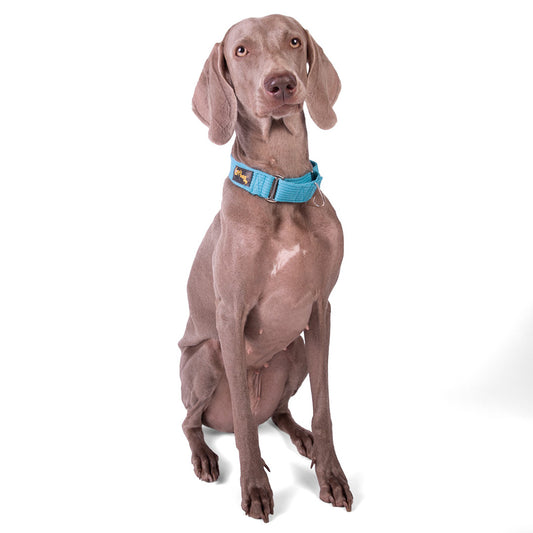 Let's Wag Martingale Fabric Dog Collar - Cobalt Blue
