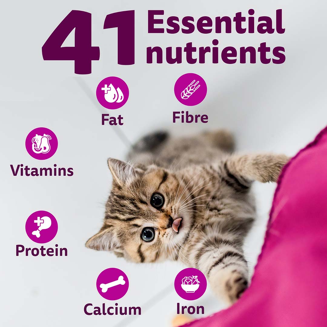 Whiskas Kitten (2-12 months) Dry Cat Food Food, Ocean Fish, 1.1kg Pack