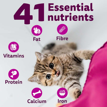 Whiskas Kitten (2-12 months) Dry Cat Food Food, Ocean Fish, 1.1kg Pack