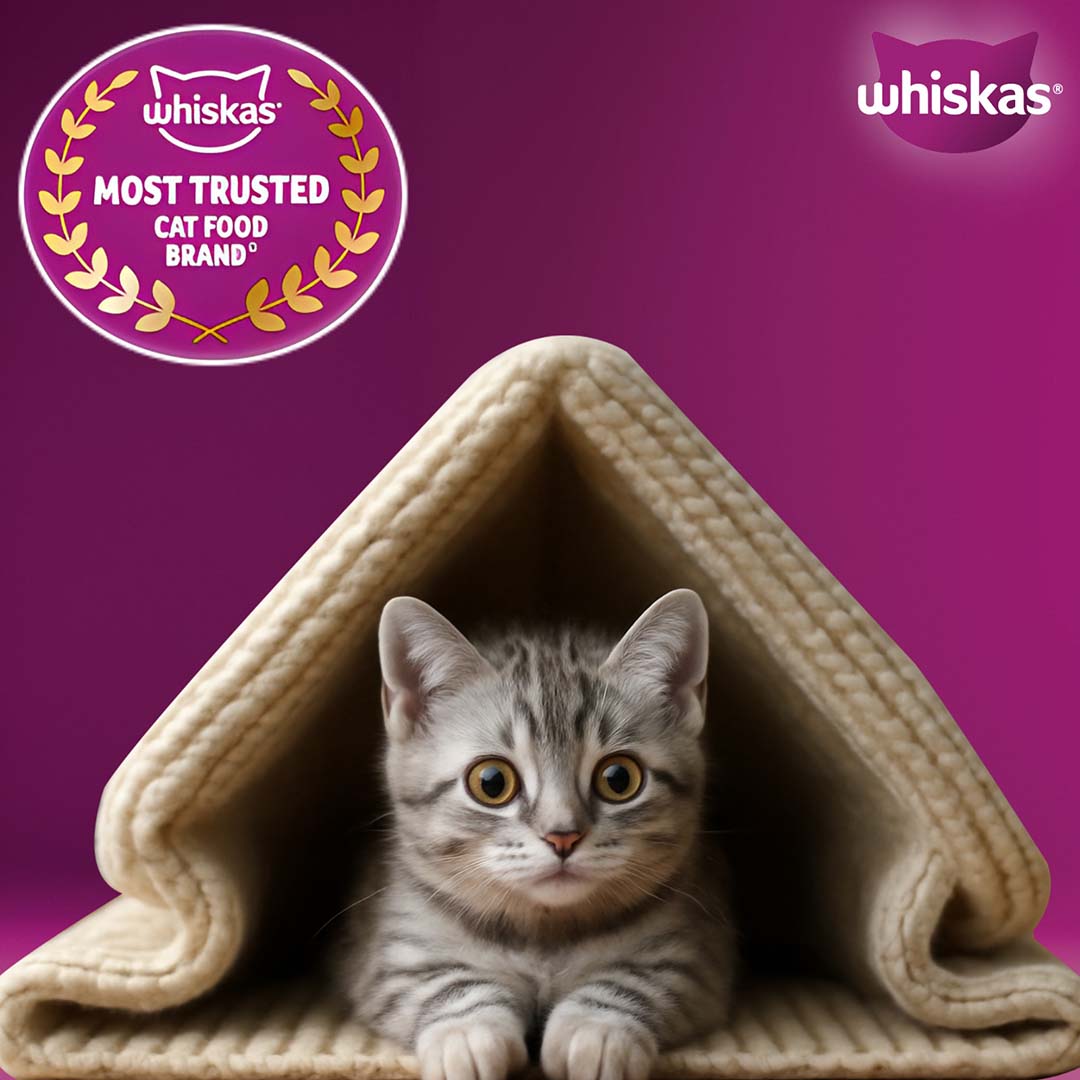 Whiskas Kitten (2-12 months) Dry Cat Food Food, Ocean Fish, 1.1kg Pack