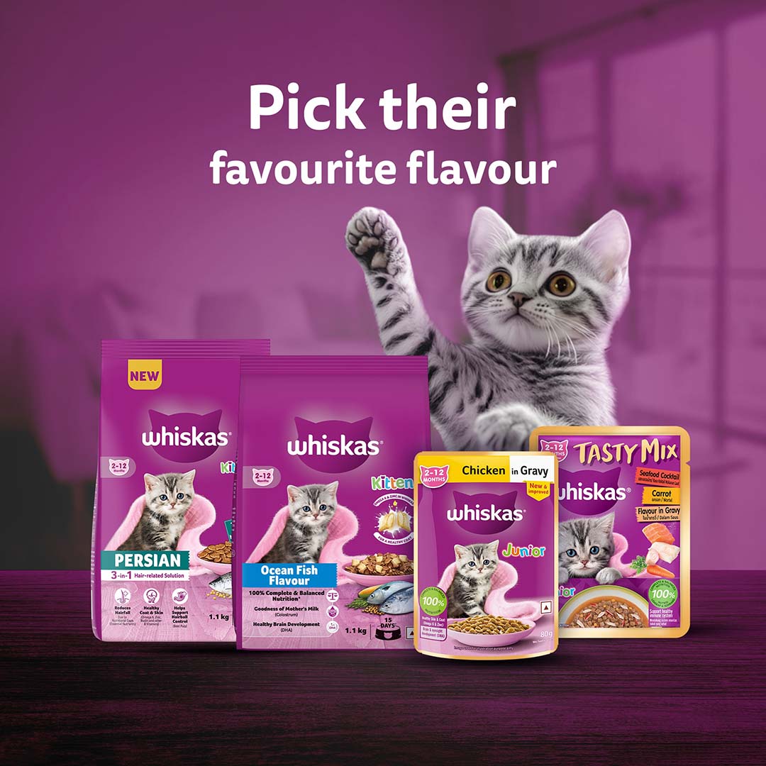 Whiskas Wet Cat Food for Kittens (2-12 Months), Chicken in Gravy Flavour,  80g