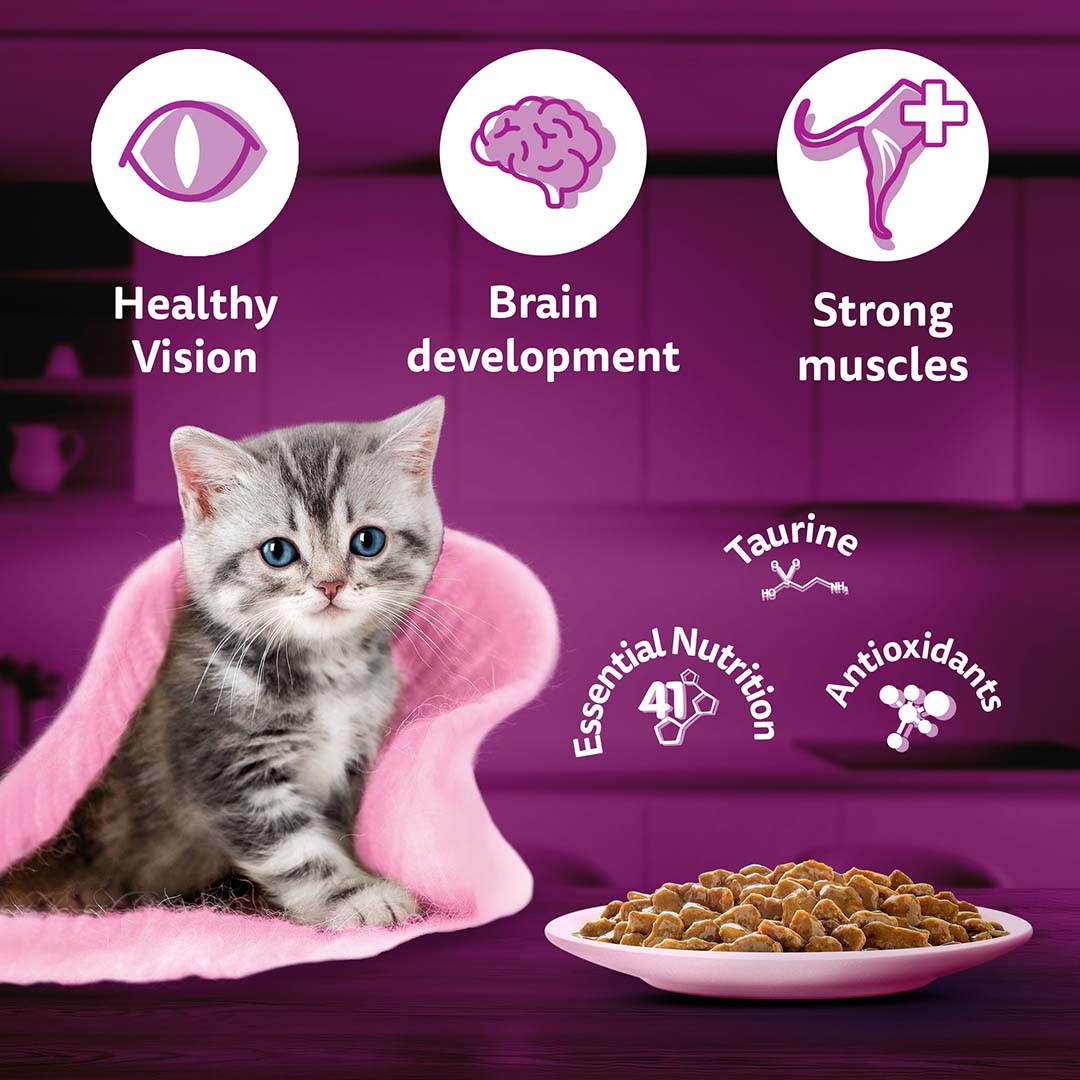 Whiskas Wet Cat Food for Kittens (2-12 Months), Chicken in Gravy Flavour,  80g