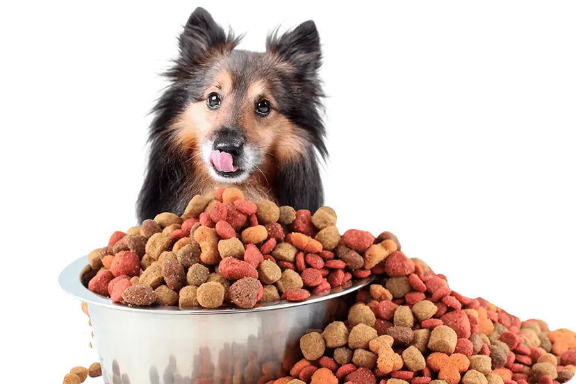 Your Pet Needs It? WAGR It.